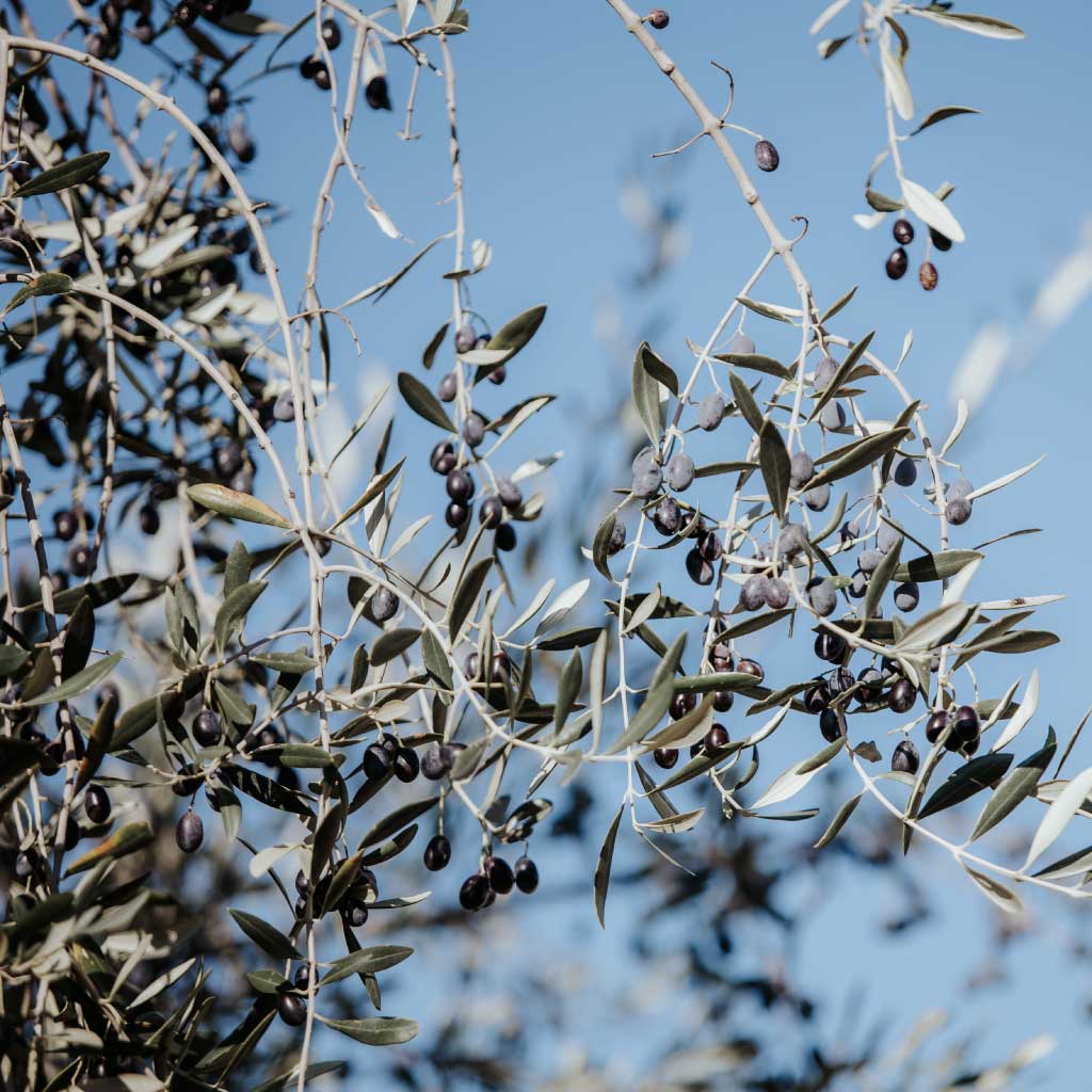 tenuta-mennella-esperienze
